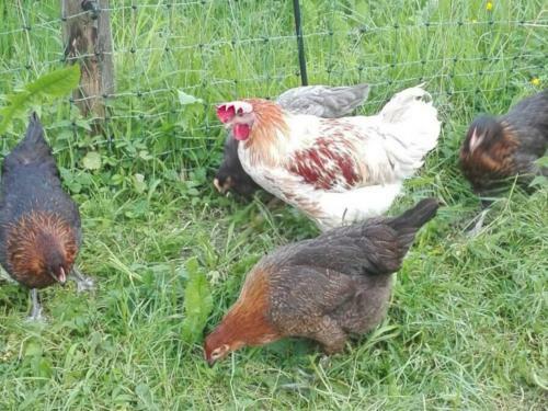 Agroturismo St�cklhof - Ferienwohnungen