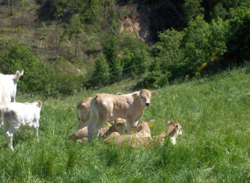 Agroturismo La Colticciola