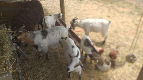 Agrifarm La Corte Apartment