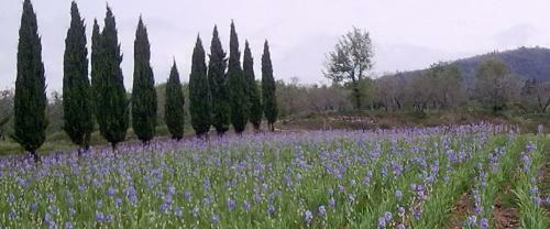 Agrifarm La Corte Apartment
