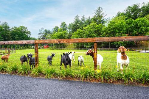 Pisgah Forest Farm Home Outdoor Pool And Games