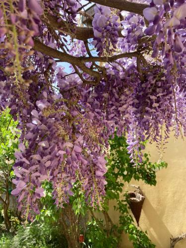 Bed & Breakfast La Maison D'ivona