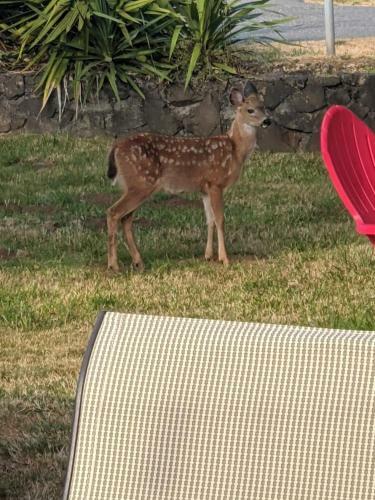 Idlewild Manor B&B