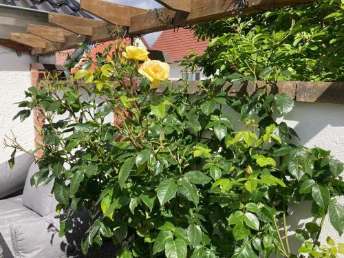 Apartamento Ferienhaus Stralsundia