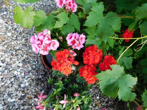 Apartamento Ferienhof - Rauhenberg