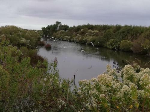 G�te Le Teich, 1 Pi�ce, 2 Personnes - Fr-1-440-385