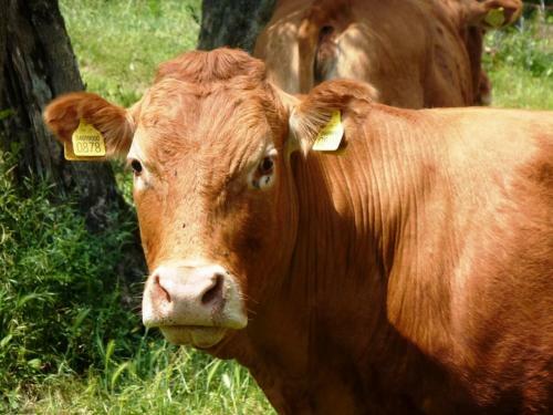 Agroturismo Fattoria Di Camporomano