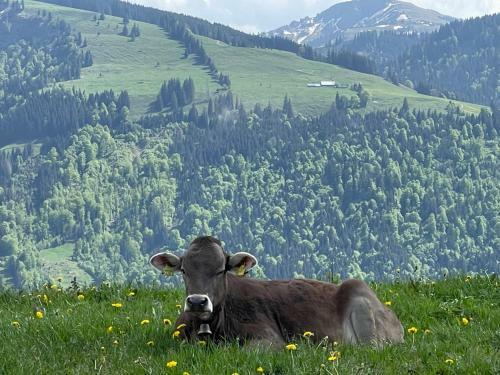 Apartamento Ferienwohnung Alpenflair
