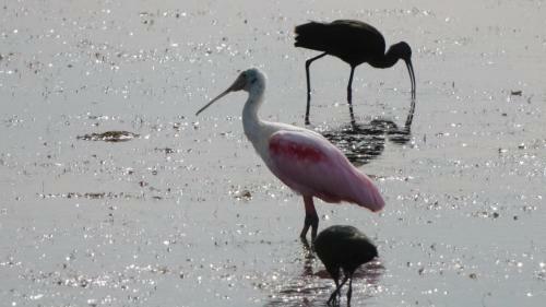 Apartamento Birds I View - The Villas C4