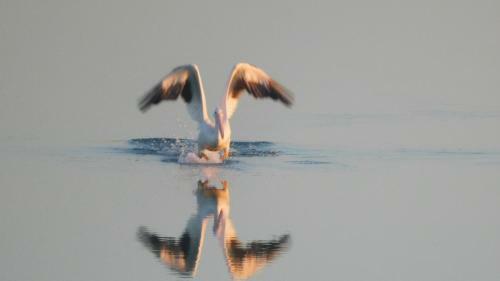 Apartamento Birds I View - The Villas C4