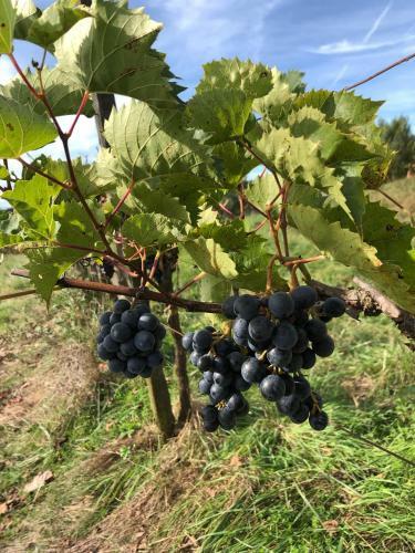 Apartamento G�te Les Vignes De Pich