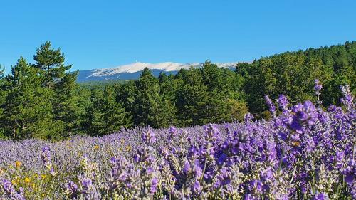 Hostal A Ventoux Yourte
