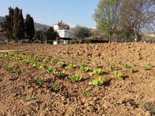 Agroturismo Pier Delle Vigne B&B