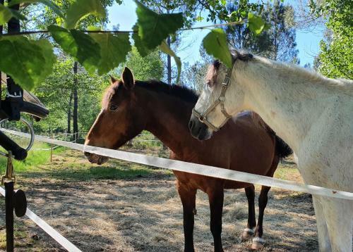 Atlantic Horses Urlaub&reiten