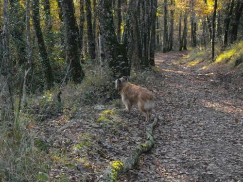 Les Hirondelles De Montsec