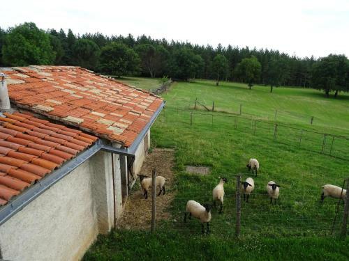 Les Hirondelles De Montsec
