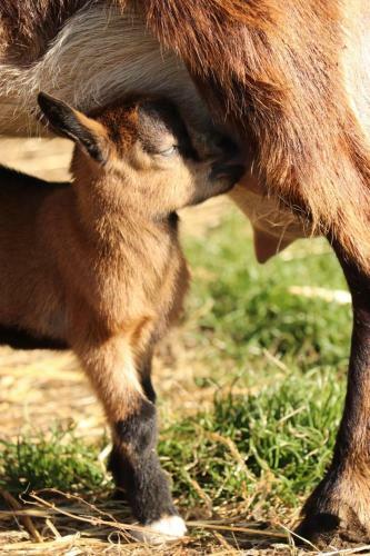 G�te � La Ferme En Pleine Nature