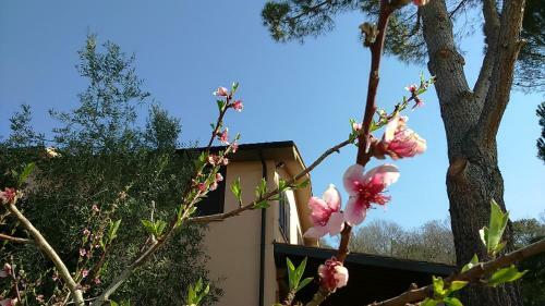 Agroturismo Agriturismo Podere Borgognano