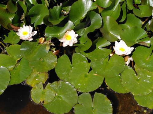 M�tairie De Lamourade - Un �crin De Nature Sereine