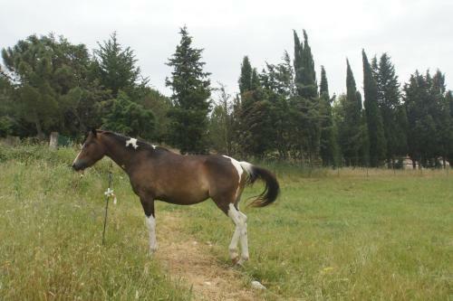 Cottage Bruca