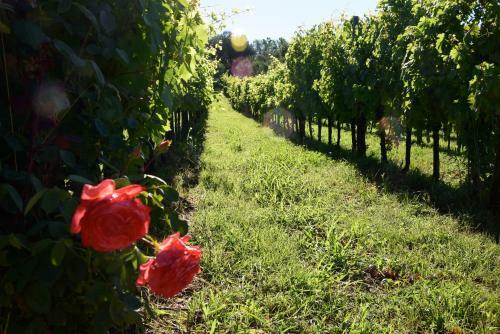 Agroturismo Agriturismo Podere Villa Alessi