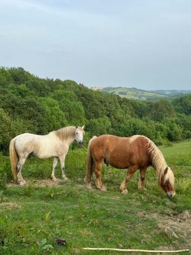 Chambre Chez Habitant Dans Ferme Basque