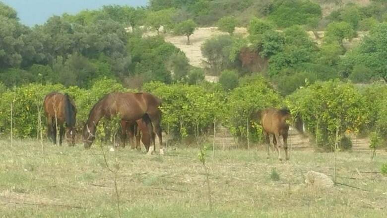Agroturismo Agriturismo Vita E Natura