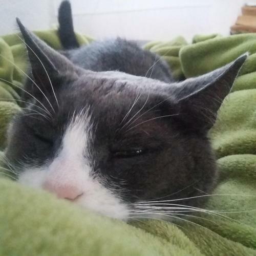 Stuga P� Bummelg�rden