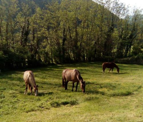 Bed & Breakfast Locanda Di Alberi