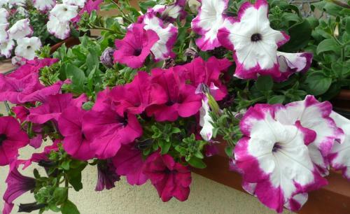 Bed & Breakfast La Luna