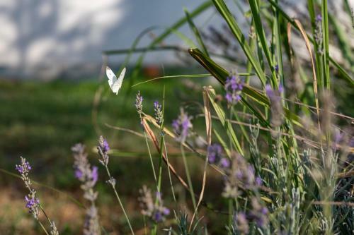 Relais Masseria Casiello
