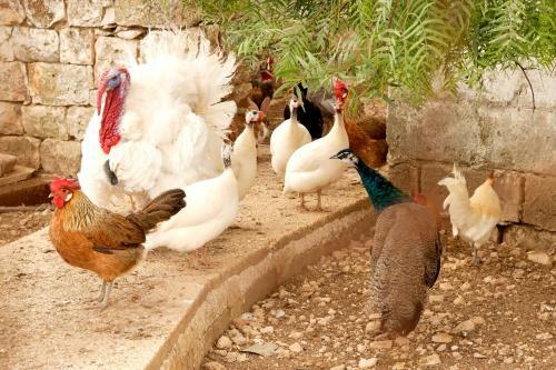 Agroturismo Masseria Curatori