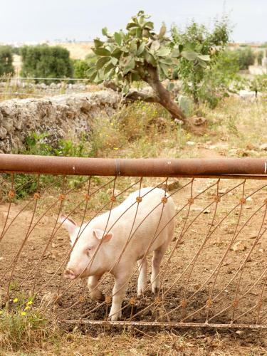 Agroturismo Masseria Curatori