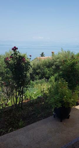 Apartman Ana