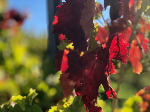 Apartamento Il Rosso Con Vista