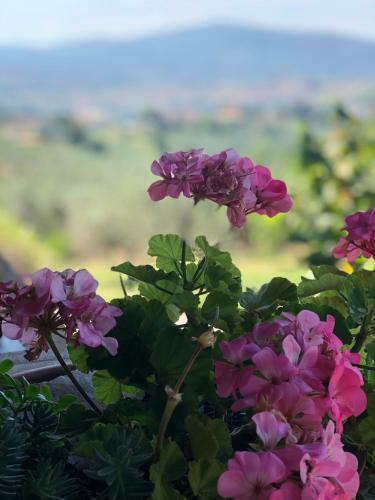 Apartamento Il Rosso Con Vista