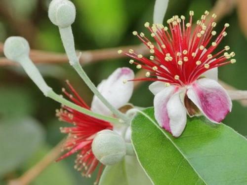 Feijoa