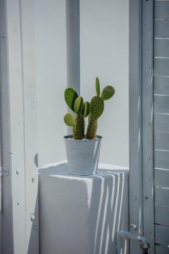 The Roof-top