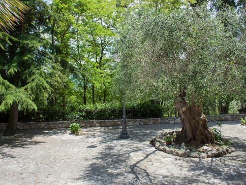 Villa Olivo Secolare