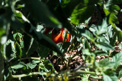 Agroturismo Villa Cascignoli