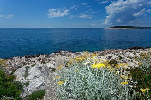 Apartments Cvjetan