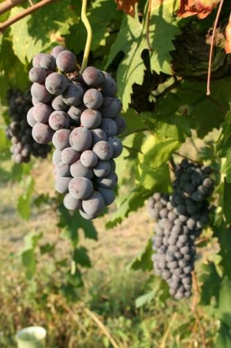 Agroturismo La Quercia Rossa