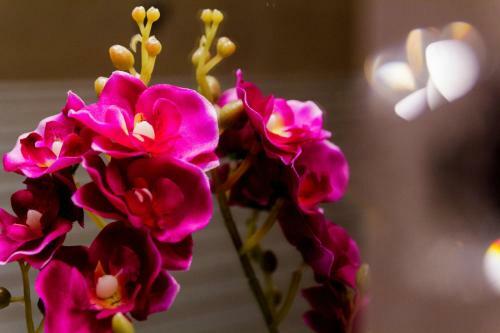 Orchid Superior Apartment Summerland