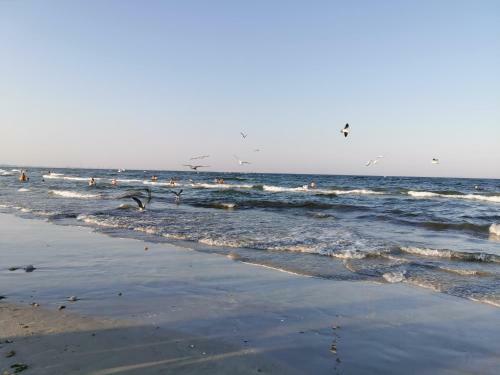 Cozy Apartment Mamaia