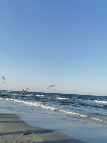 Cozy Apartment Mamaia