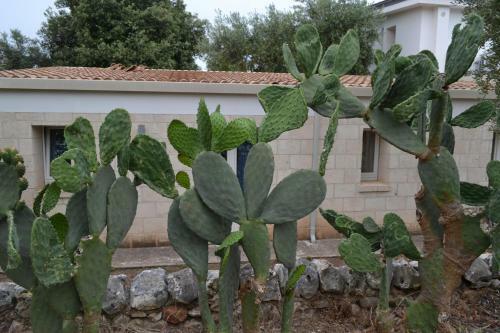 Bed & Breakfast Masseria Romagnolo