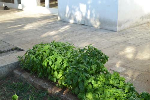 Bed & Breakfast Masseria Romagnolo