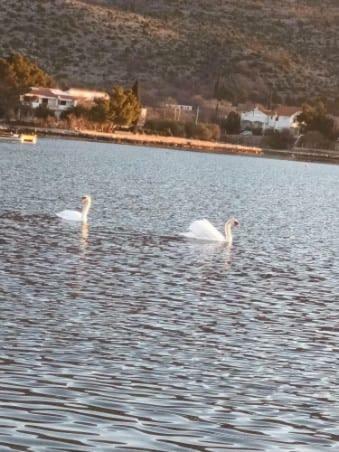 Apartamentos Villa Jaz