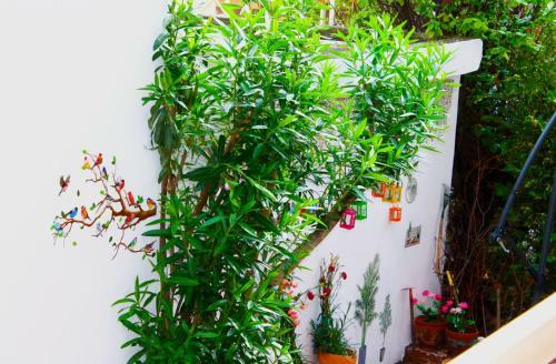 Apartamento Amalia House