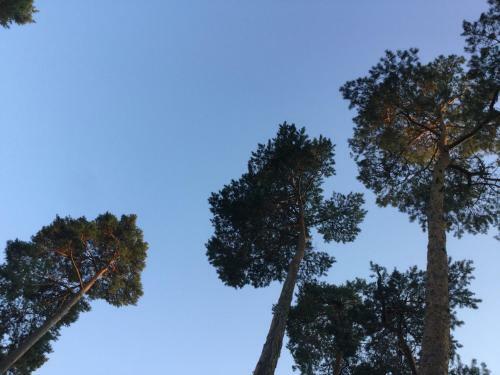 Apartament Sosny I Morze